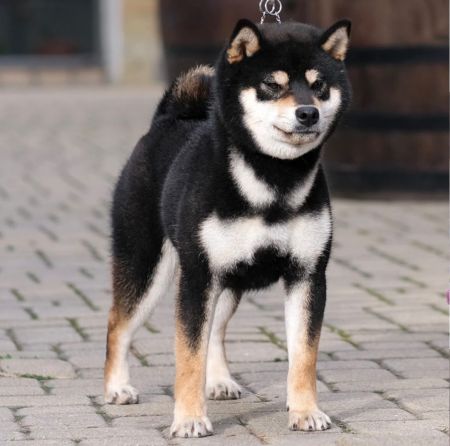Moje psy