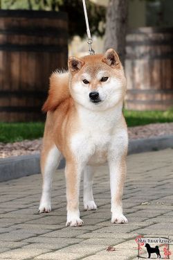 Kouran Go Kyouto Kikyouan